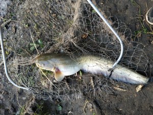 IMG_20210523_060938.jpg