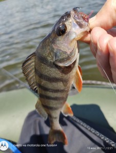 IMG_20210615_122113018~2.jpg