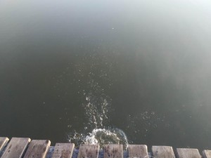 IMG_20210828_070016_BURST1.jpg
