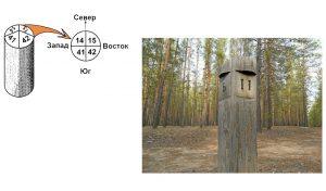 Ориентирование по просекам и разделительным столбам