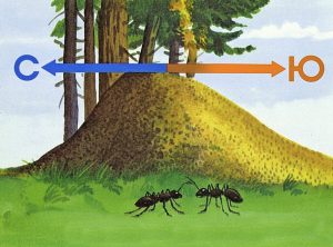 Ориентирование по муравейникам