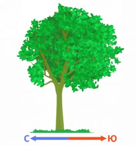 Кроны деревьев более пышные и густые с юга