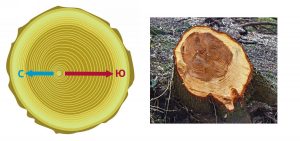 Годовые кольца на пне шире с южной стороны