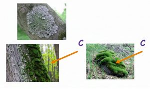 Мхи и лишайники покрывают северную сторону деревьев и камней