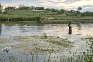 Ловля голавля нахлыстом