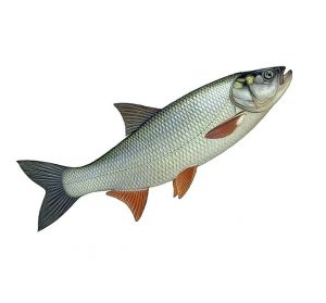 жерех рыба фото