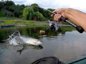 жерех на поверхности воды
