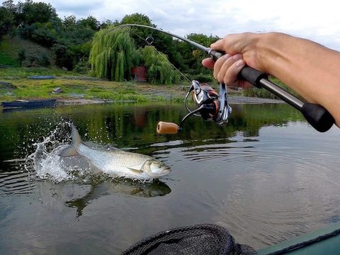 жерех на поверхности воды