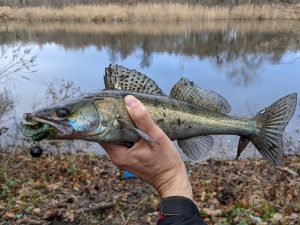 Силиконовые приманки на судака ранней весной