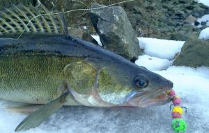 Каменистое дно реки — где искать судака ранней весной