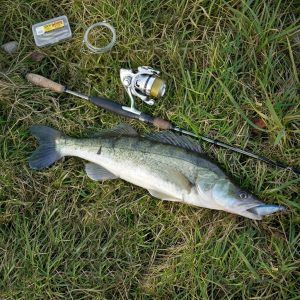 Флюорокарбоновый поводок для судака весной