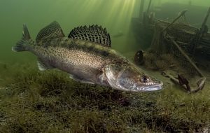 Коряжник на реке — перспективная точка для судака
