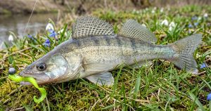 Пойманный судак на спиннинг ранней весной