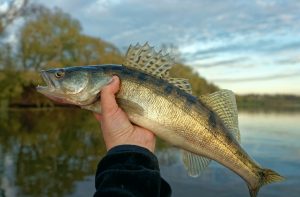 Ловля судака ранней весной на реке со спиннингом