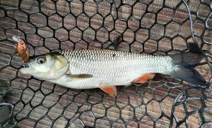 Голавль пойман на воблер