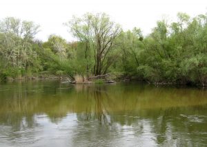 перспективное место для ловли голавля коряги