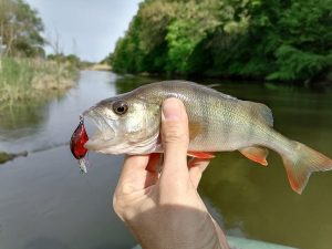 ловля окуня на воблеры весной