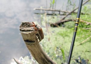 наживка для голавля майский жук