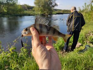 рыболов ловит окуня спиннингом на берегу реки