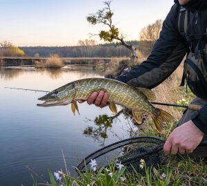 Весенняя ловля щуки на спиннинг с берега