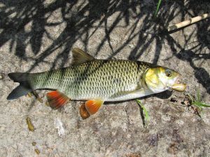 шнур для ловли на кренки