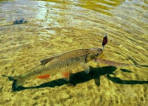 ловля голавля на блесну у берега