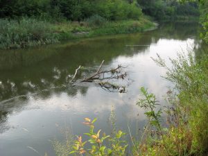 язь стоит в реке среди коряг