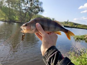 ловля окуня на блесну на реке течение