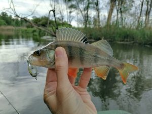 Jackall Chubby 38 и Smith Camion на окуня