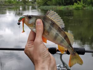 виброхвост Keitech Swing Impact 2 дюйма для окуня