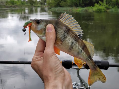 виброхвост Keitech Swing Impact 2 дюйма для окуня