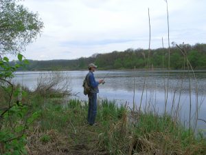 щука в камыше на мелководье в период нереста весной