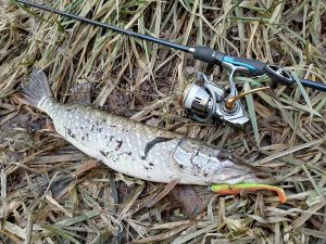 силиконовые приманки на щуку весной виброхвосты для холодной воды