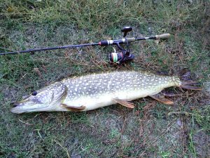 спиннинг на щуку весной должен быть лёгким и надёжным
