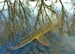 вываживание щуки на спиннинг весной у берега крупная рыба