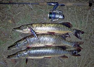 ловля щуки на воблеры по сезонам