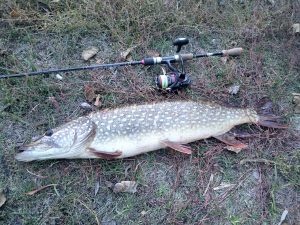 как ловить щуку на воблер