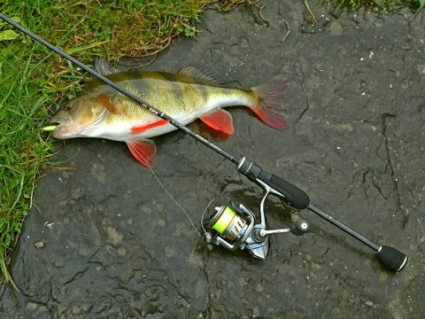 Рейтинг спиннингов для ультралайта