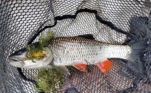 шнуры для ловли на микроколебалки