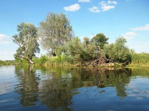 язь ловится возле коряг