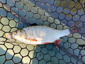 приманки для мелкого язя