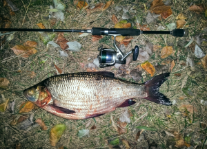 когда клюёт язь