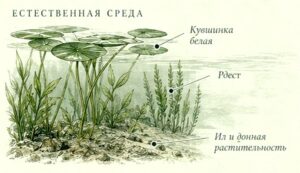 где ловить карася