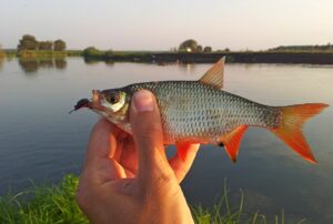 Краснопёрка, пойманная на небольшую искусственную приманку