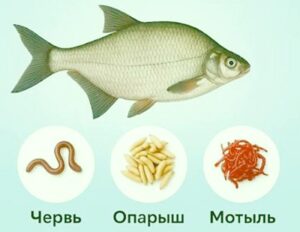 наживки и насадки на леща